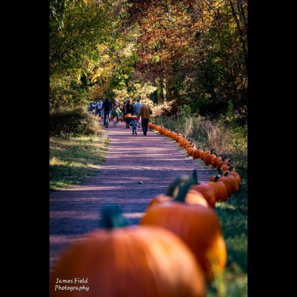 JamesField1-1-600×600